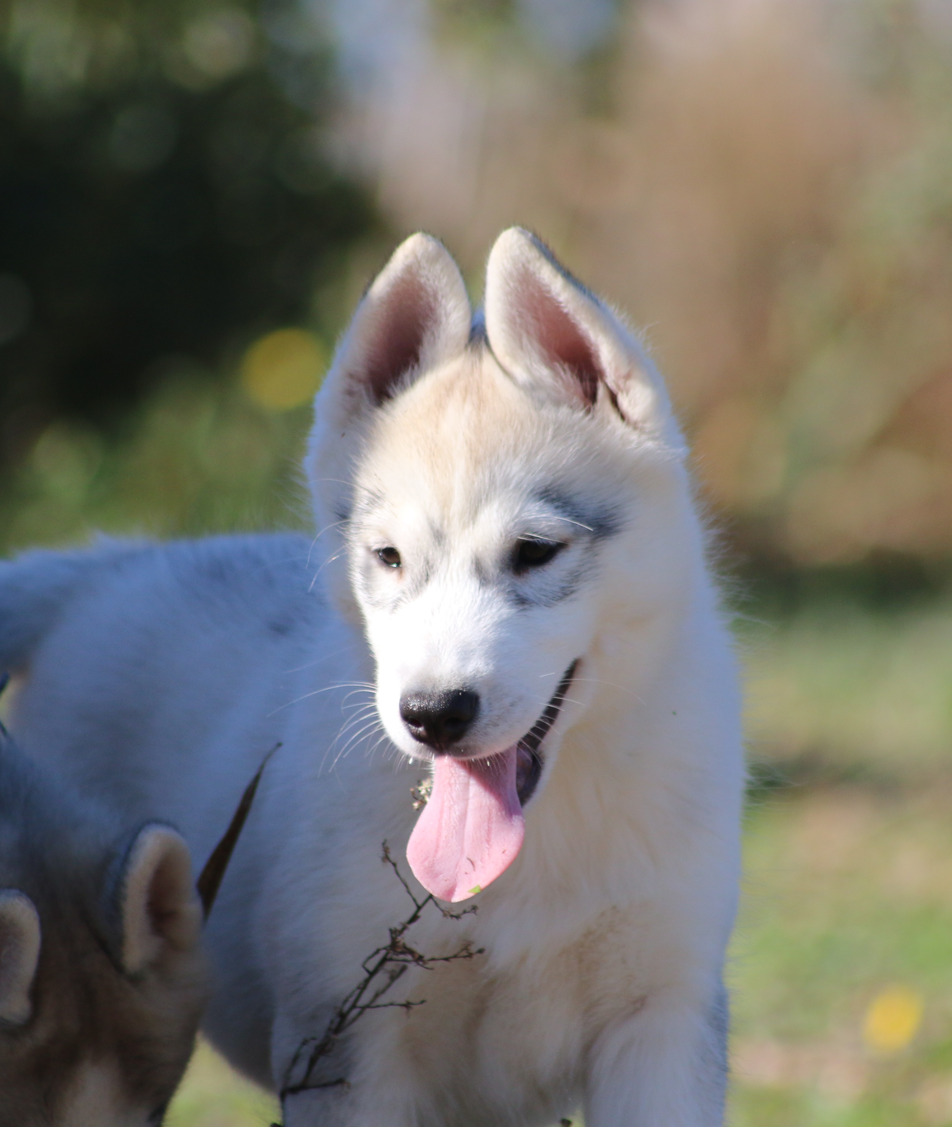 Of Wolf Siberian Song - Chiot disponible  - Siberian Husky
