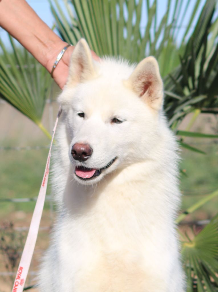 Of Wolf Siberian Song - Chiot disponible  - Siberian Husky
