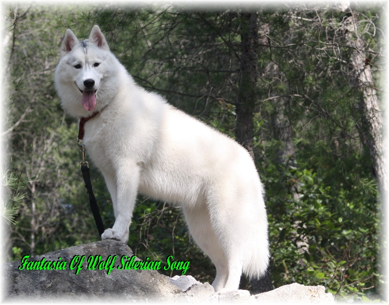 CH. Fantasia Of Wolf Siberian Song