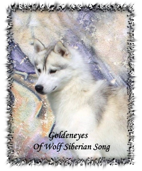 Goldeneyes Of Wolf Siberian Song