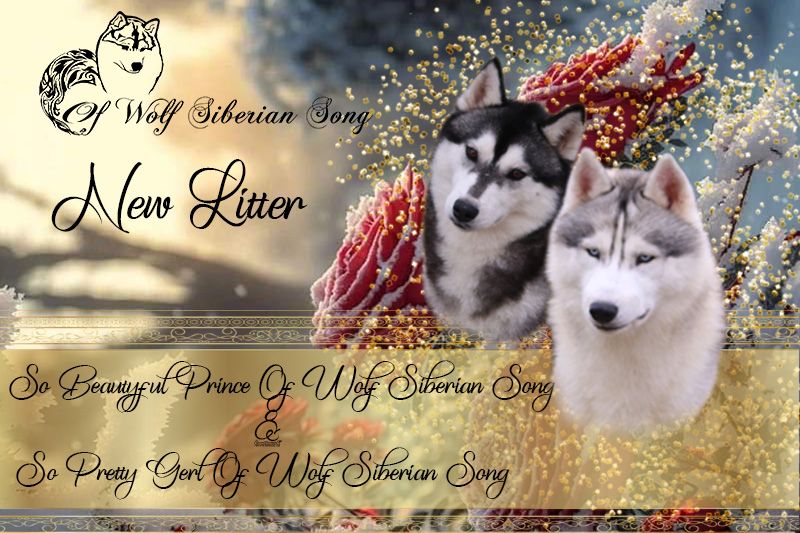 Of Wolf Siberian Song - Chiots Disponibles a la Réservation