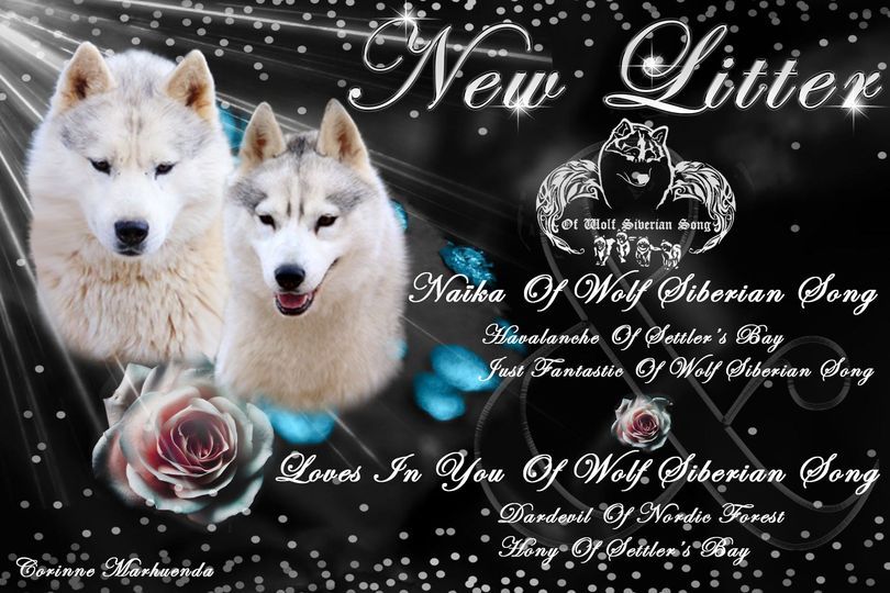 Of Wolf Siberian Song - Siberian Husky - Portée née le 29/05/2021