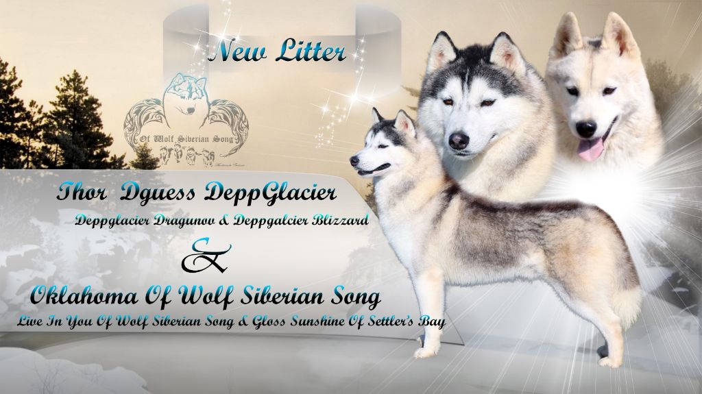 Of Wolf Siberian Song - Siberian Husky - Portée née le 25/02/2021