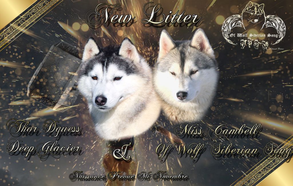 Of Wolf Siberian Song - Siberian Husky - Portée née le 10/11/2021