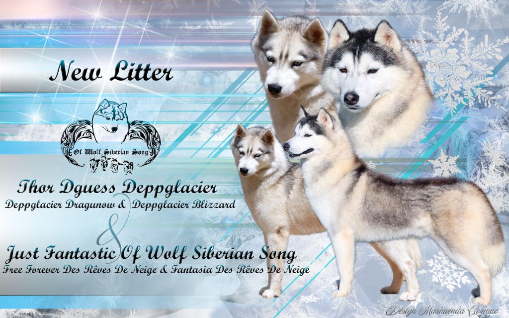 Of Wolf Siberian Song - Siberian Husky - Portée née le 13/03/2021