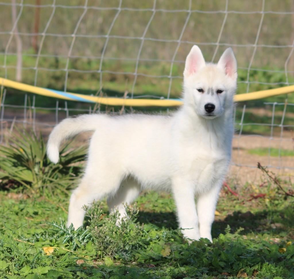 Of Wolf Siberian Song - Chiot disponible  - Siberian Husky