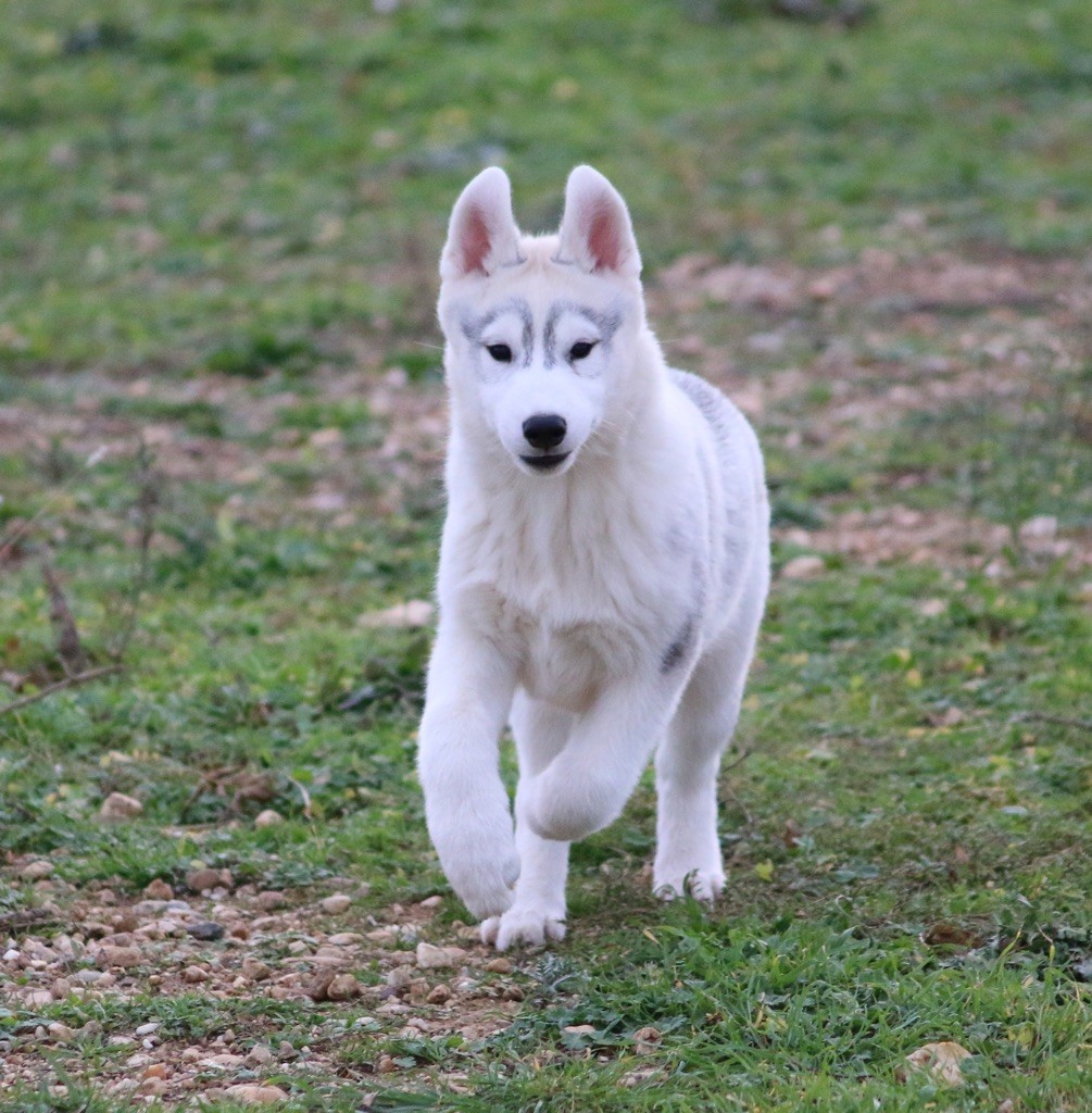 Of Wolf Siberian Song - Chiot disponible  - Siberian Husky