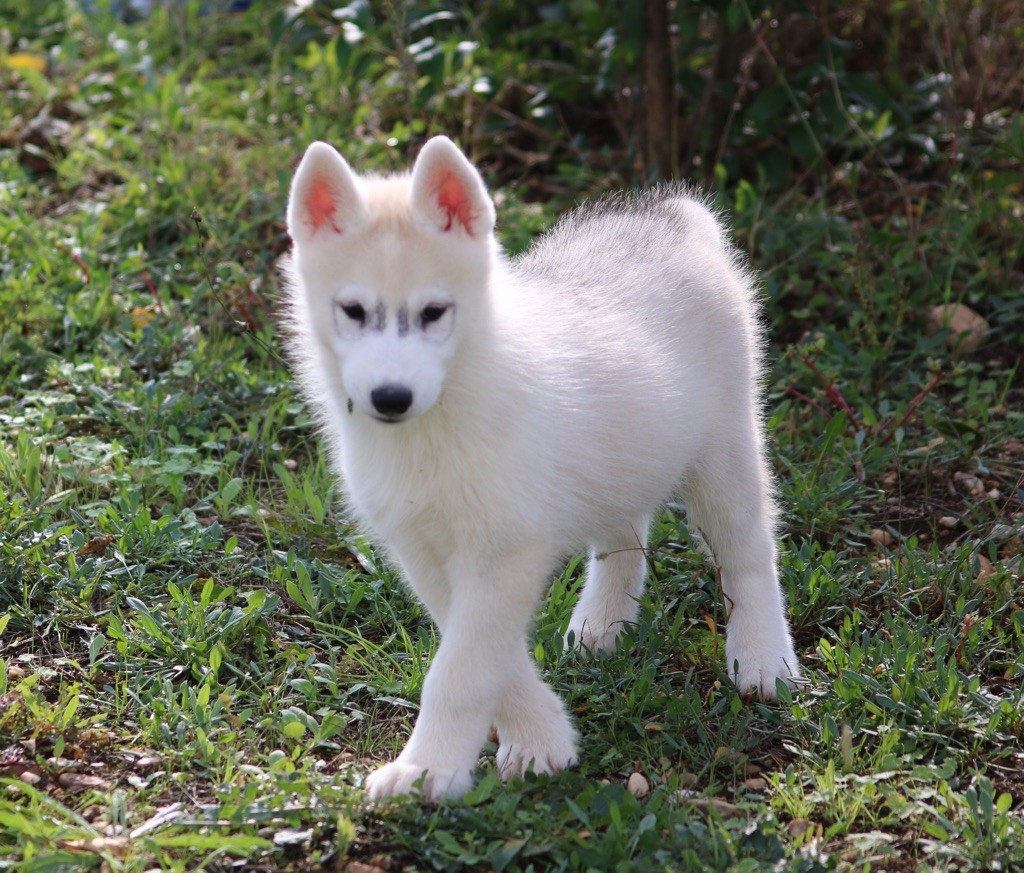 Of Wolf Siberian Song - Chiot disponible  - Siberian Husky