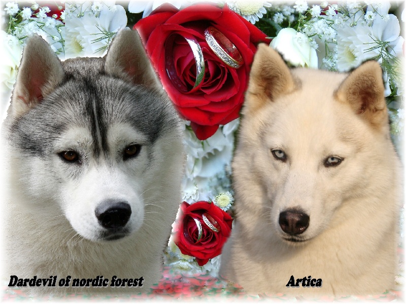 Of Wolf Siberian Song - Siberian Husky - Portée née le 17/09/2010