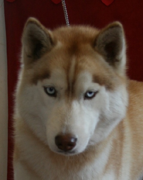 Fresia Of Wolf Siberian Song