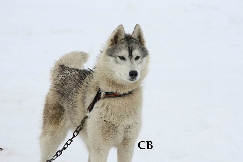 CH. Iska Of Wolf Siberian Song