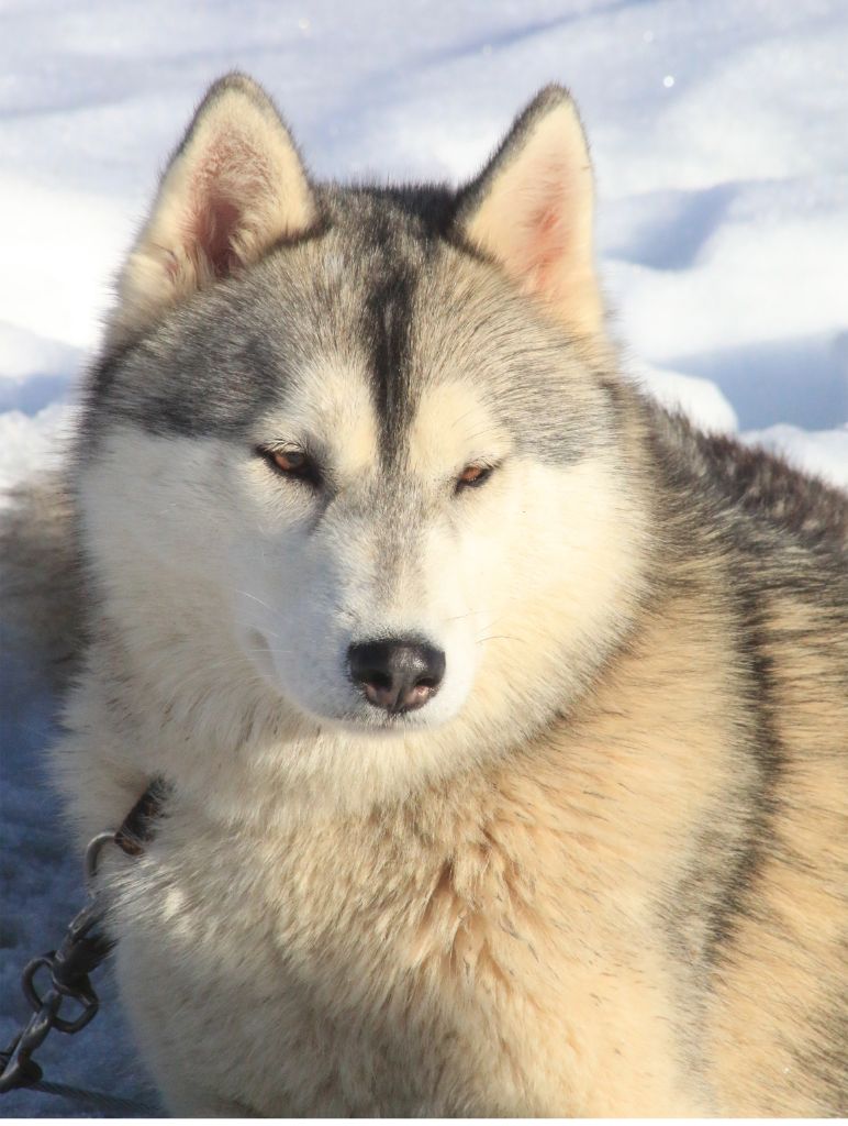 Miss cambell Of Wolf Siberian Song
