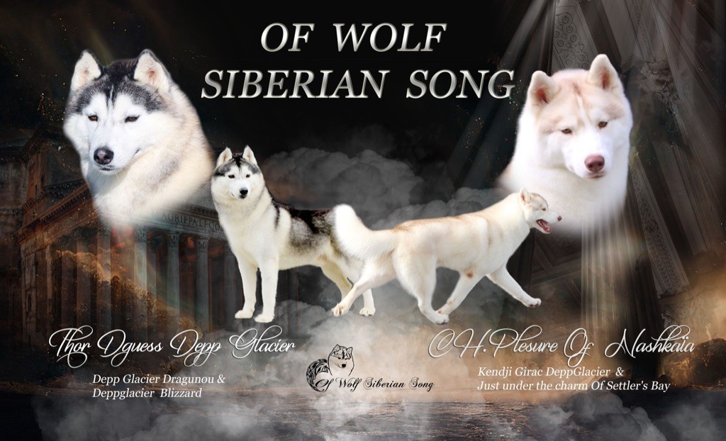 Chiot Siberian Husky Of Wolf Siberian Song