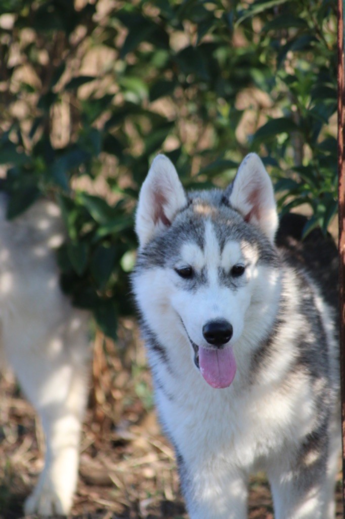 Of Wolf Siberian Song - Chiots disponibles - Siberian Husky