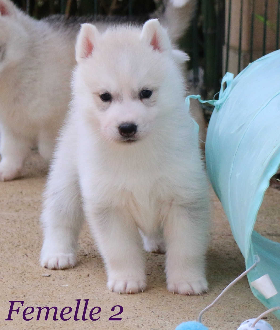 Of Wolf Siberian Song - Chiots disponibles - Siberian Husky