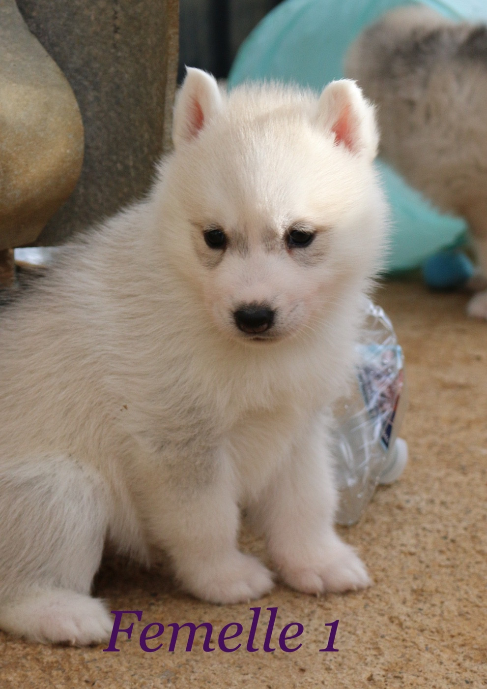 Of Wolf Siberian Song - Chiots disponibles - Siberian Husky