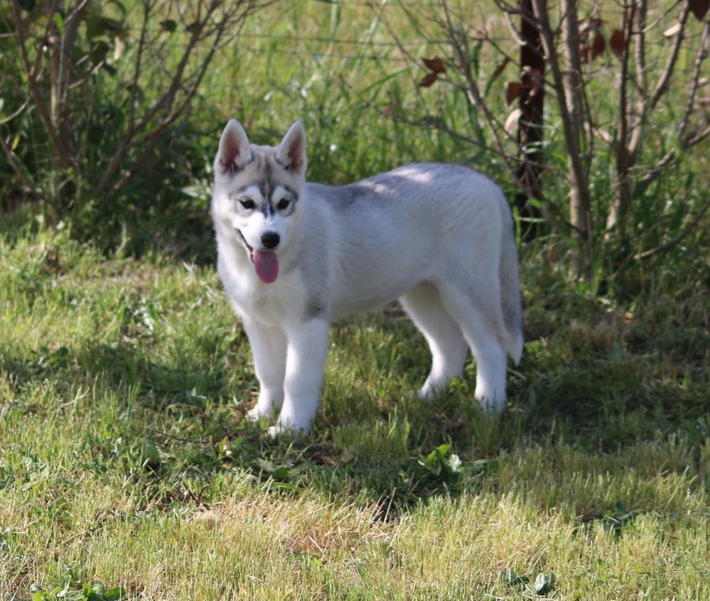 Of Wolf Siberian Song - Chiots disponibles - Siberian Husky