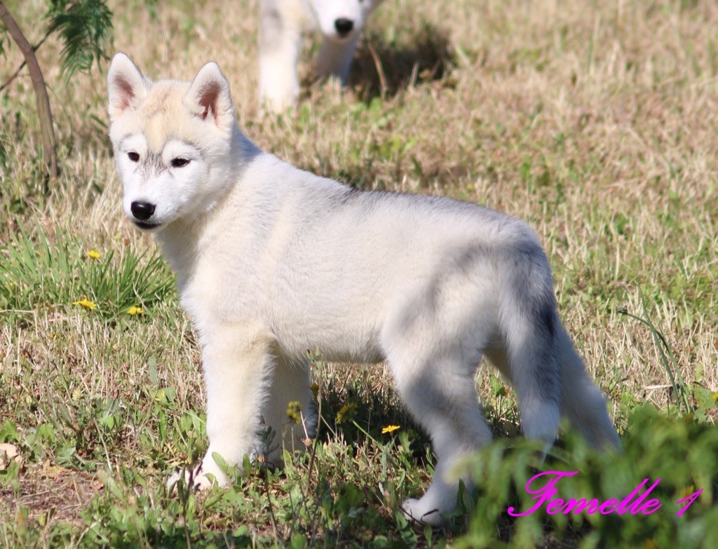 Of Wolf Siberian Song - Chiots disponibles - Siberian Husky