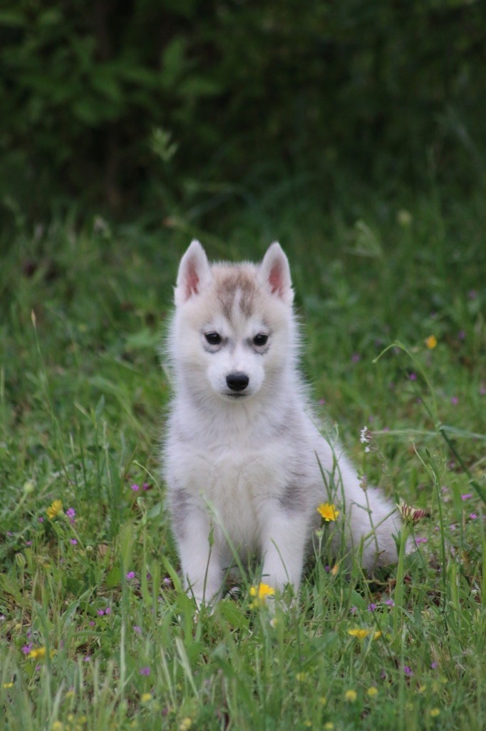 Of Wolf Siberian Song - Chiots disponibles - Siberian Husky