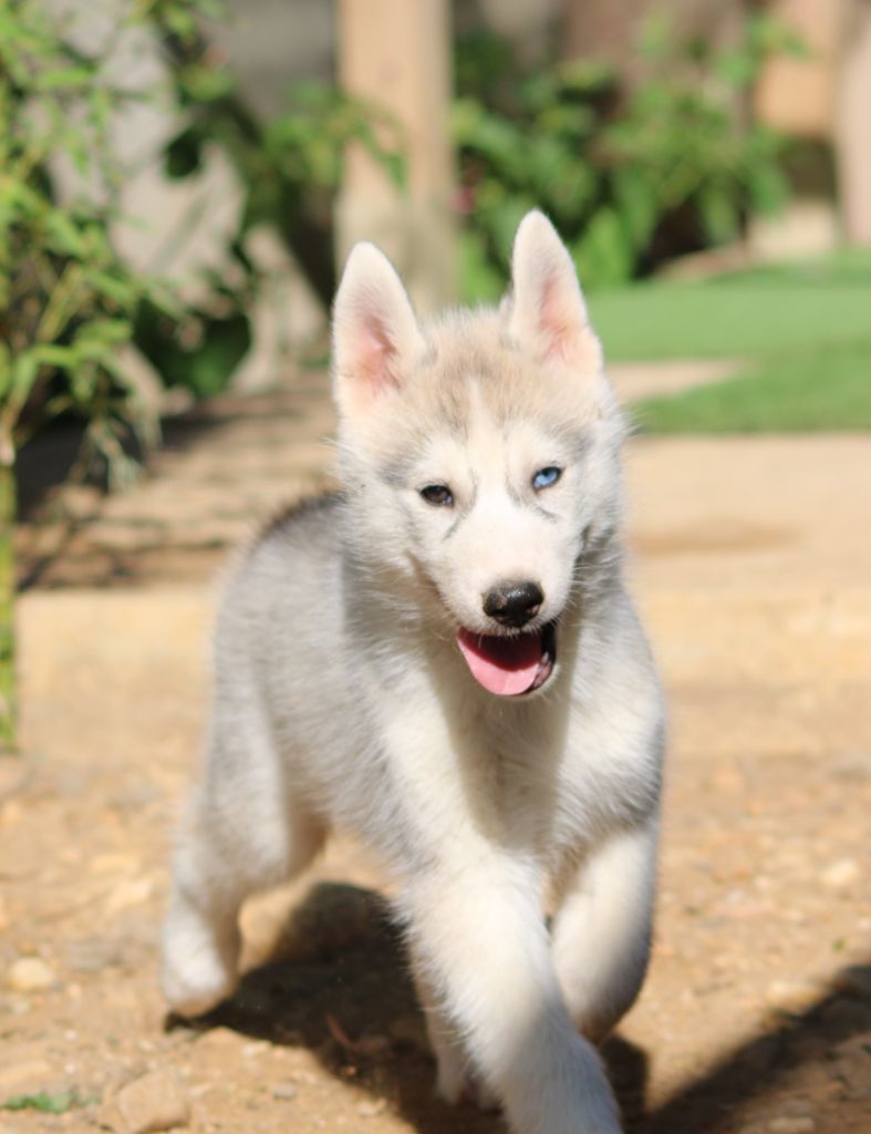 Of Wolf Siberian Song - Siberian Husky - Portée née le 20/05/2023