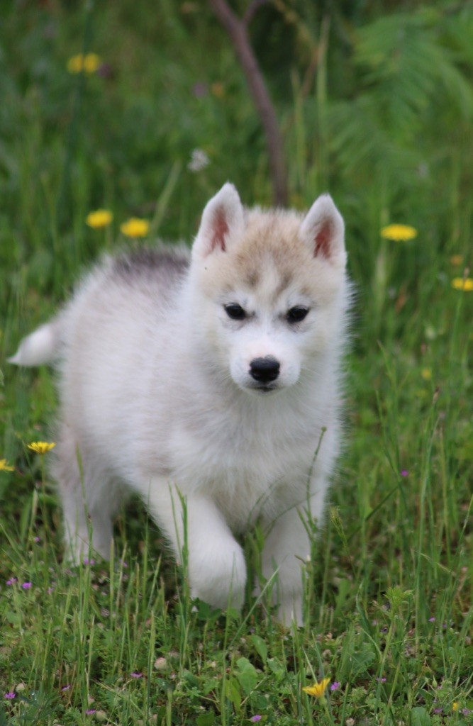 Of Wolf Siberian Song - Chiots disponibles - Siberian Husky