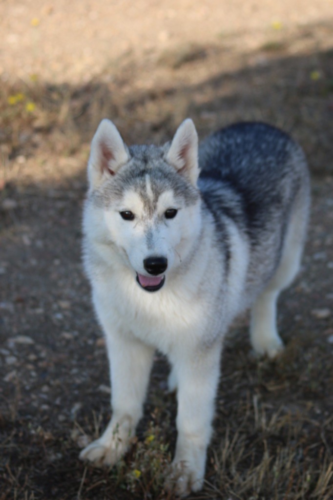 Of Wolf Siberian Song - Chiots disponibles - Siberian Husky