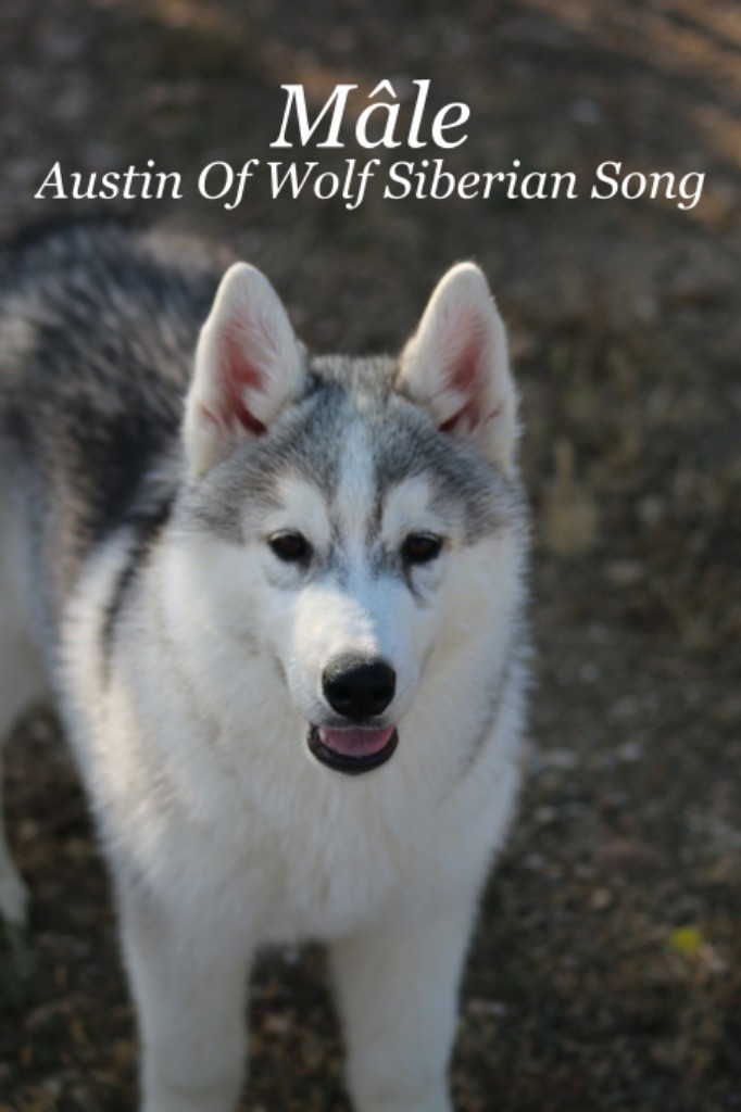 Of Wolf Siberian Song - Chiots disponibles - Siberian Husky