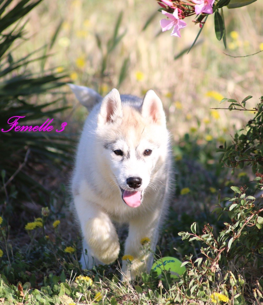 Of Wolf Siberian Song - Chiots disponibles - Siberian Husky