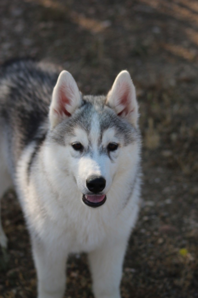 Of Wolf Siberian Song - Chiots disponibles - Siberian Husky