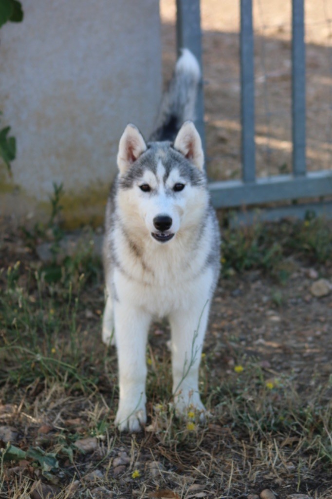 Of Wolf Siberian Song - Chiots disponibles - Siberian Husky