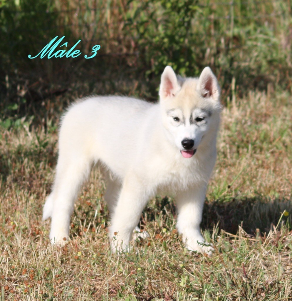 Of Wolf Siberian Song - Chiots disponibles - Siberian Husky