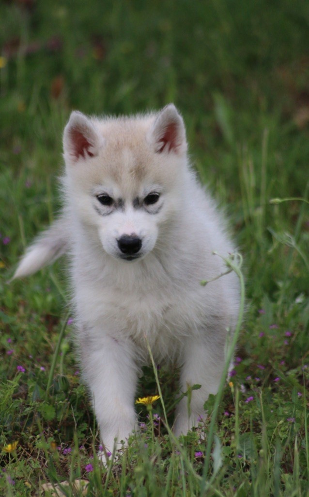 Of Wolf Siberian Song - Chiots disponibles - Siberian Husky
