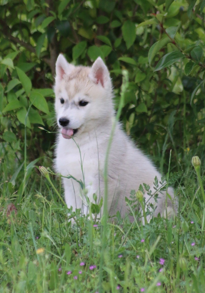 Of Wolf Siberian Song - Chiots disponibles - Siberian Husky