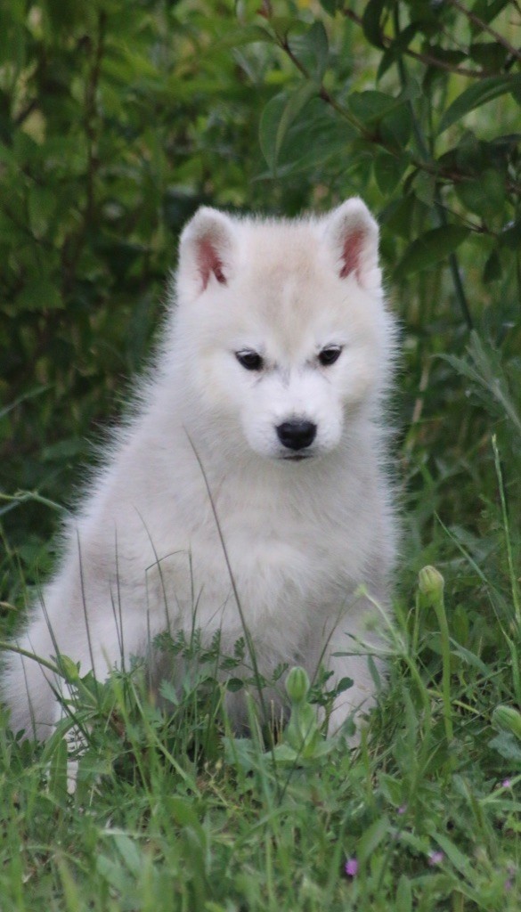Of Wolf Siberian Song - Chiots disponibles - Siberian Husky